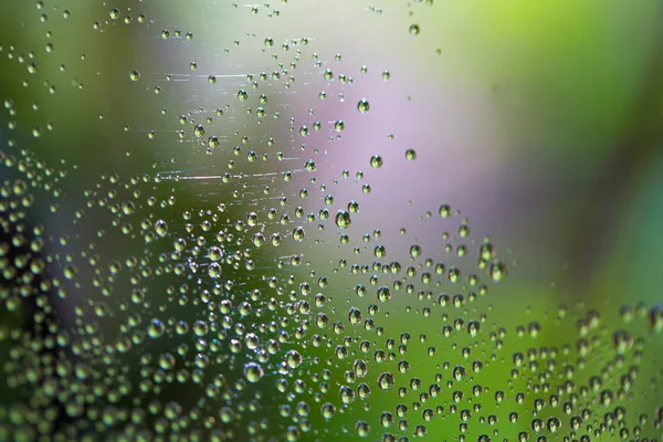 Kropla wody na pajęczyna. Makro. Niewyraźne tło zielony. — Zdjęcie stockowe
