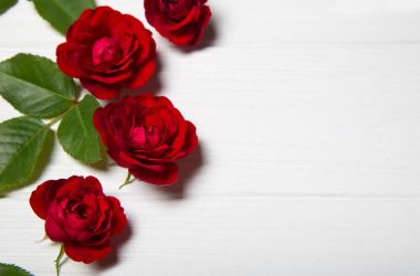 Kırmızı güller ve Beyaz ahşap bir masa üzerinde yeşil yaprakları. Vintage flor