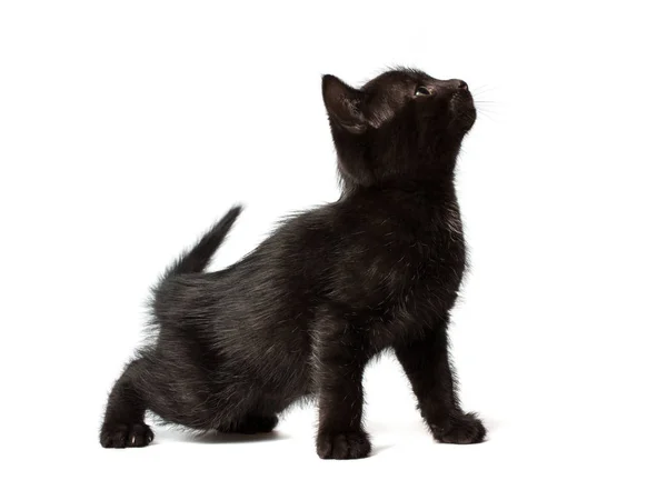 Un gatito negro sentado en sus patas traseras. Kitty mira hacia un lado y hacia arriba — Foto de Stock