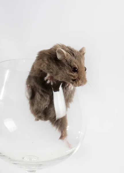 Grappige kleine hamster in het glas. Het dier probeert te ontsnappen. Licht grijze achtergrond — Stockfoto