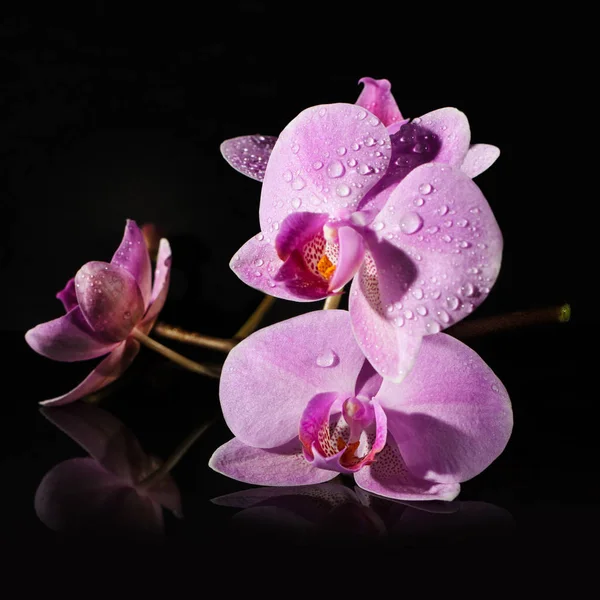 Gałązka Orchidea na czarnym tle. Krople rosy na płatki. — Zdjęcie stockowe