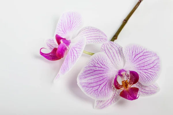 Sprig of orchids on a white background. the view from the top. — Stock Photo, Image