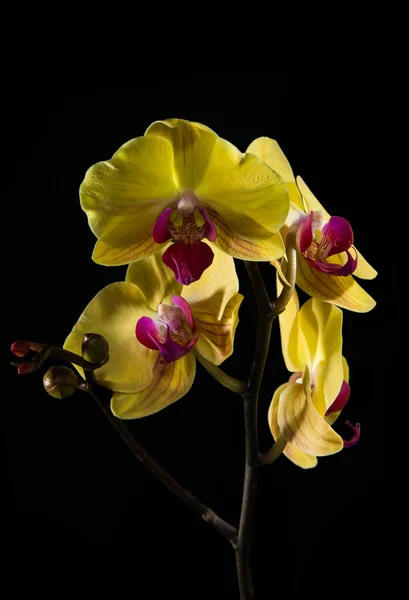 The yellow Orchid. Beautiful flowers on a black background. — Stock Photo, Image