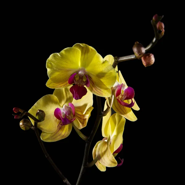 The yellow Orchid. Beautiful flowers on a black background. — Stock Photo, Image