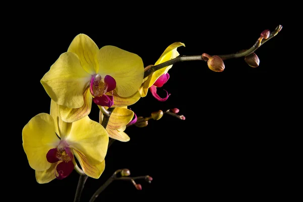 A orquídea amarela. Lindas flores em um fundo preto . — Fotografia de Stock