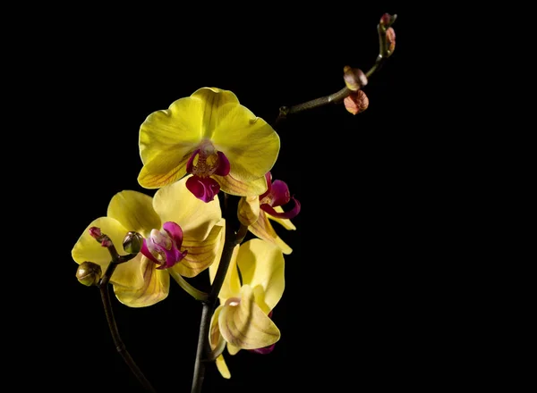 Die gelbe Orchidee. schöne Blumen auf schwarzem Hintergrund. — Stockfoto