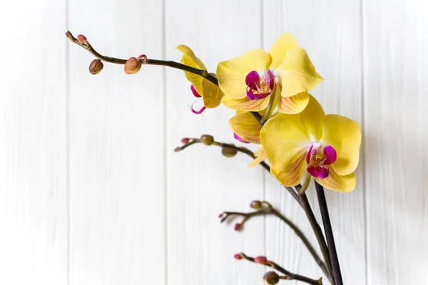 Branche d'orchidée jaune sur fond blanc en bois . — Photo