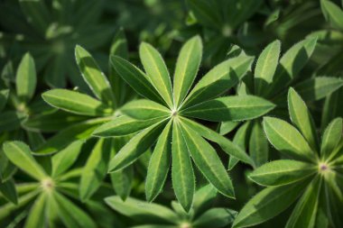 sıradışı desen yaprak. güzel çiçek arka plan.