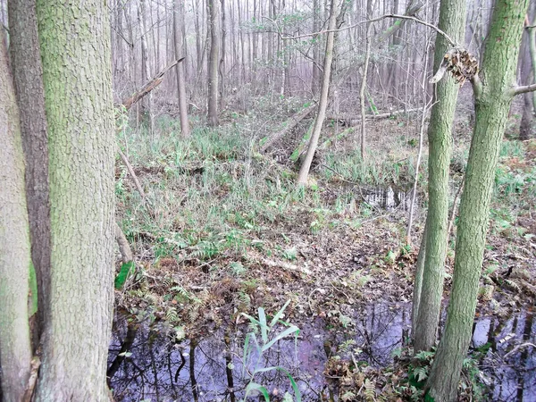 Dåligt Väder Naturreservatet Knehdenmoor — Stockfoto