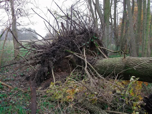 Slecht Weer Het Natuurreservaat Knehdenmoor — Stockfoto