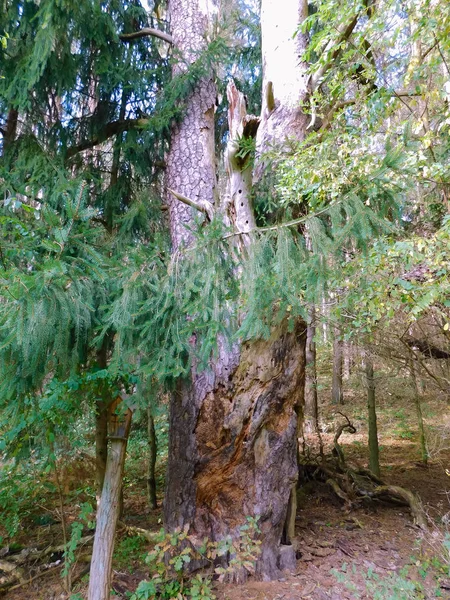 Een Oude Pijnboom — Stockfoto