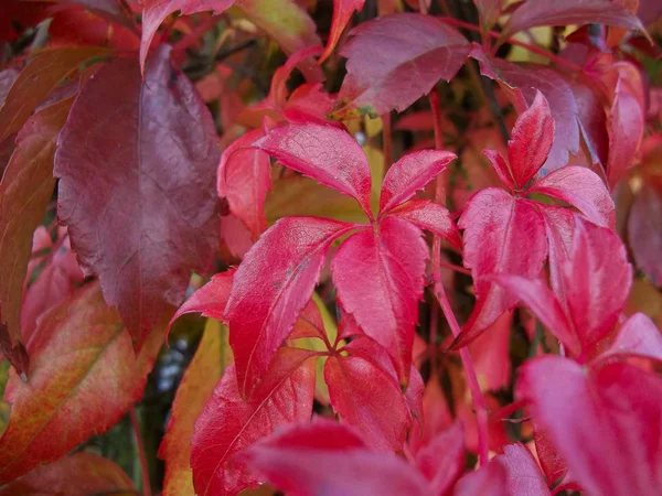 Les Feuilles Vigne Rouge — Photo