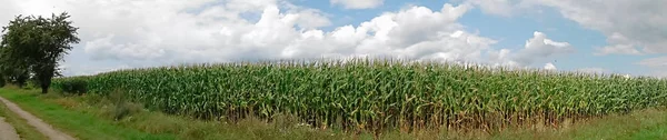 Das Maisfeld Sommer — Stockfoto