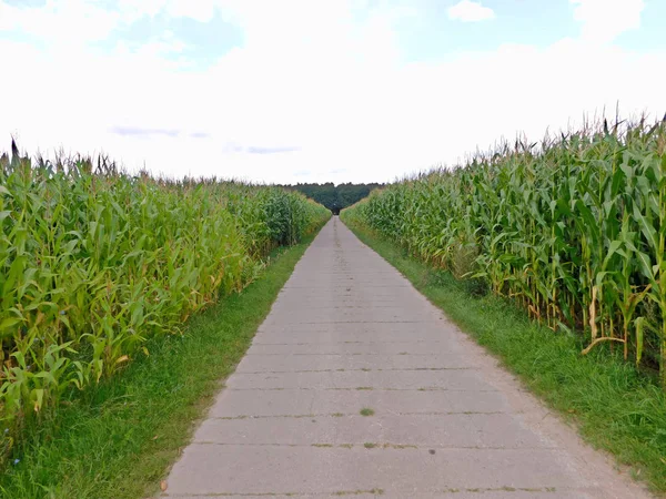 Das Maisfeld Sommer — Stockfoto