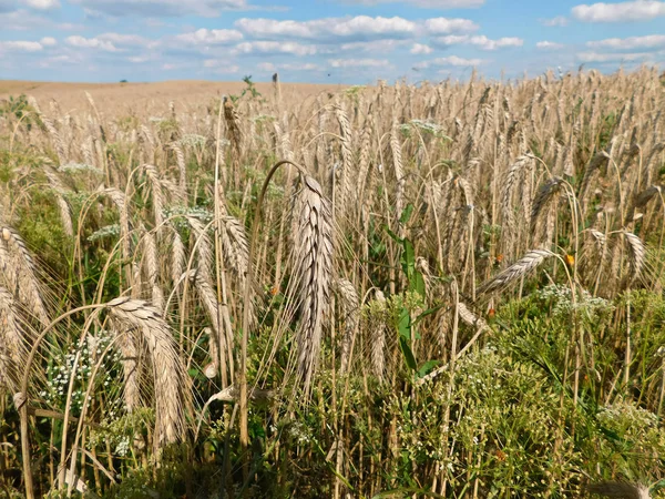 Gabona Mezőiben Uckermark — Stock Fotó