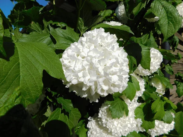 Flor Bola Nieve Jardín — Foto de Stock