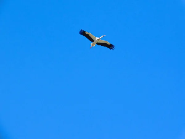 Stork While Flying — Stock Photo, Image