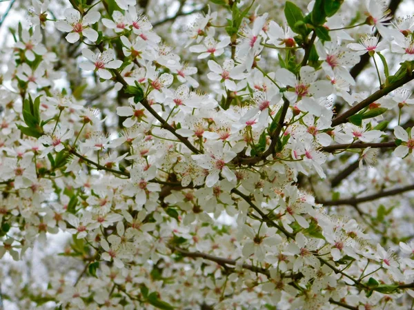 stock image Flowers from the fruit tree