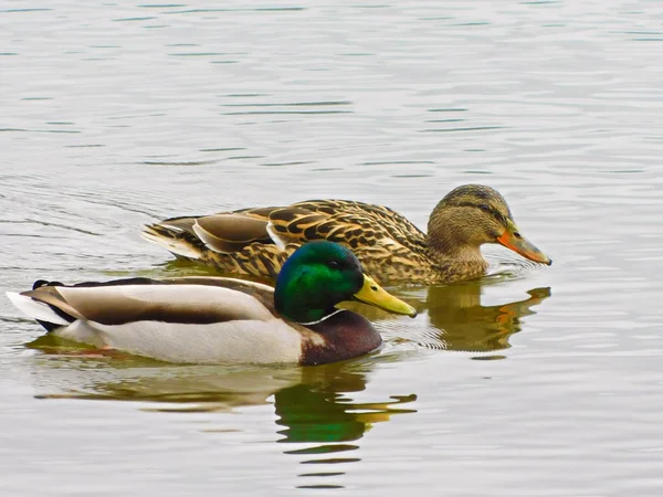 Ducks Lake Royalty Free Stock Images