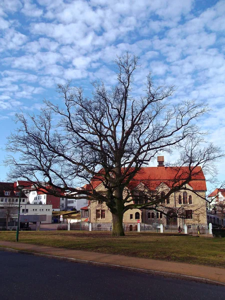 Quercia Storica Neustrelitz — Foto Stock