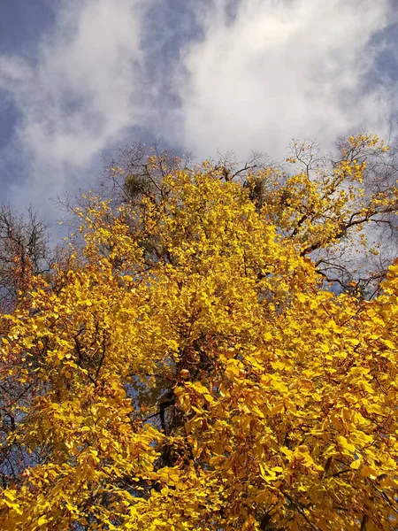 Herbst Der Stadt — Stockfoto