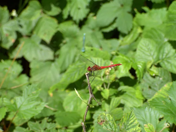 Libellule Rouge Sur Feuille — Photo