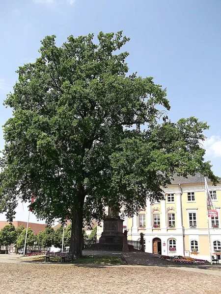 Peace Oak Van Oktober 1871 — Stockfoto