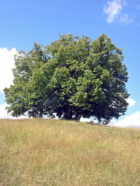 山上的椴树 — 图库照片
