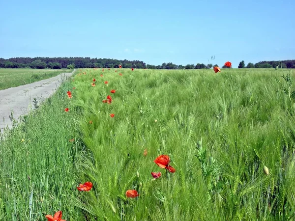 Wiesen Und Felder Der Uckermark — Stockfoto