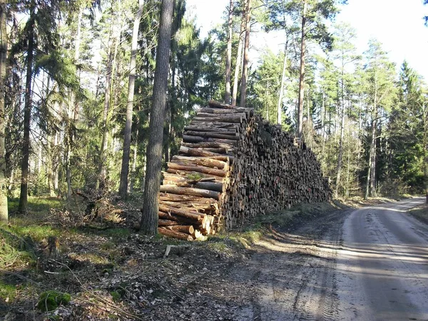 Deforestation Uckermark — Stock Photo, Image