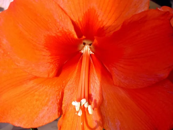 Cáliz Rojo Las Amarillas — Foto de Stock