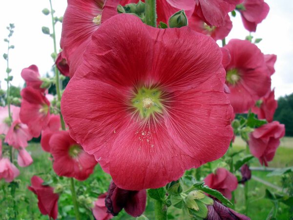 The common hollyhock as a garden flower