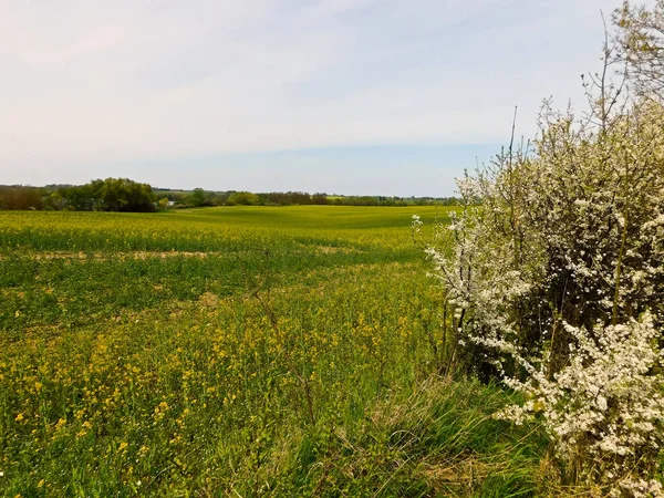 春天在美丽的Uckermark — 图库照片