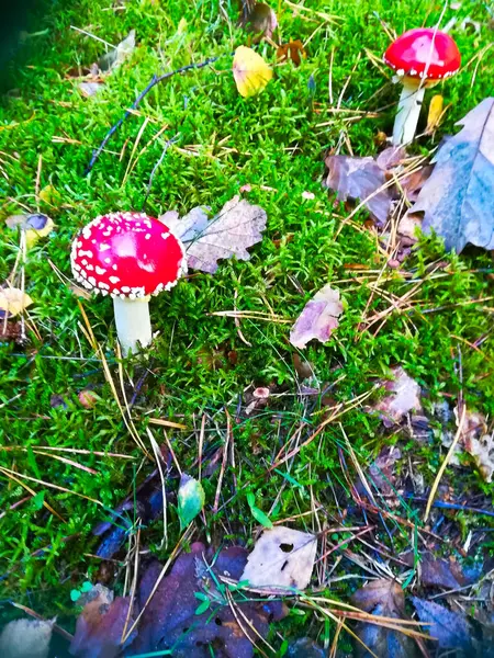 Toadstool Vermelho Floresta — Fotografia de Stock