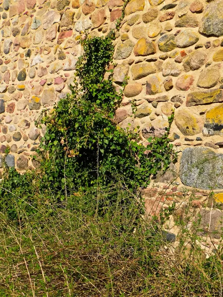 Klimplant Historische Stadsmuur Uit Middeleeuwen — Stockfoto