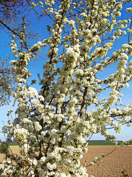 Kirschblüten Baum Frühling — Stockfoto