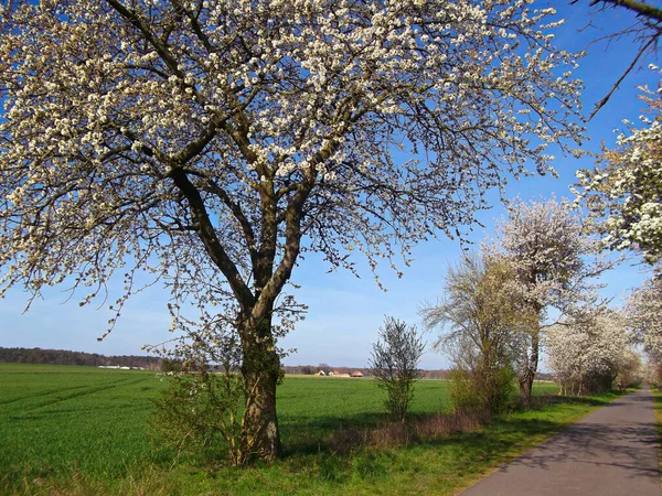 Kirschblütenallee Frühling Der Uckermark — Stockfoto