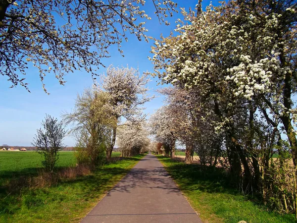 Kirschblütenallee Frühling Der Uckermark — Stockfoto