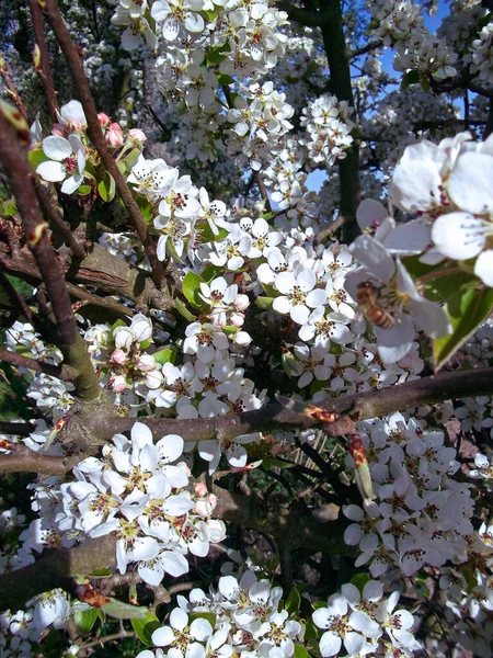 Cherry Blossoms Tree Spring — Stock Photo, Image