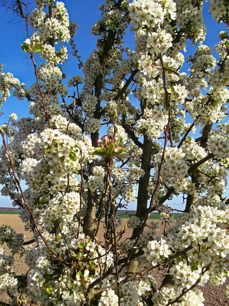 Flores Cerezo Árbol Primavera — Foto de Stock