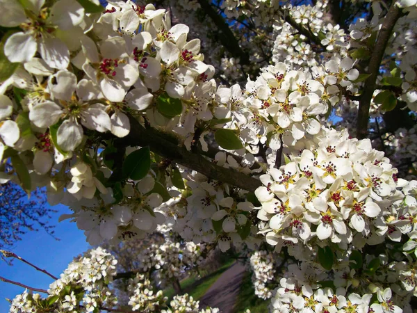 Cherry Blossoms Tree Spring Stock Image