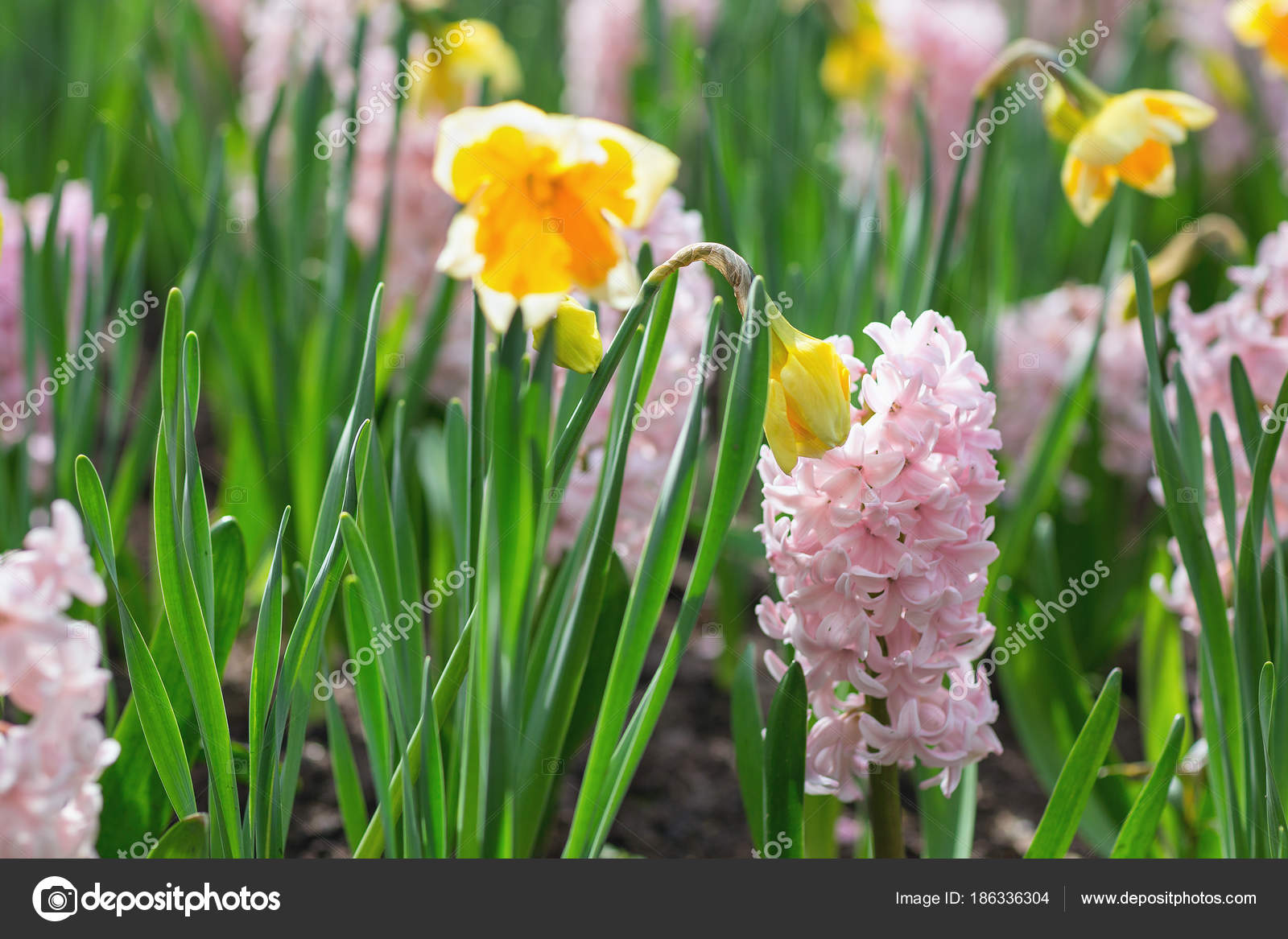 Pink Hyacinths And Yellow Narcissus In A Dutch Park Spring Concept Stock Photo C Lermont51 186336304