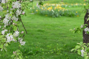Çiçek açan elma ağacı yeşil arka plan bulanık.