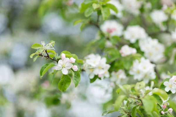 Apple boom tak bloemen op groene onscherpe achtergrond — Stockfoto