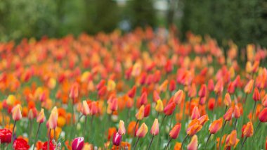 Kırmızı ve turuncu Lale Keukenhof park arka planda. Bulanık resim. Bahar kavramı.