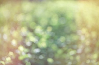 Bahar yeşili bulanık arkaplan.