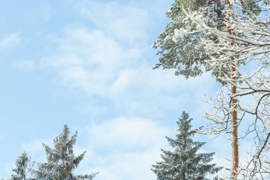 Kış günü ormanda çam ağaçları karla kaplanır.