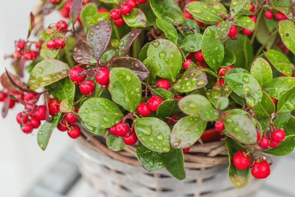 Planta verde invernal con bayas rojas en una maceta —  Fotos de Stock