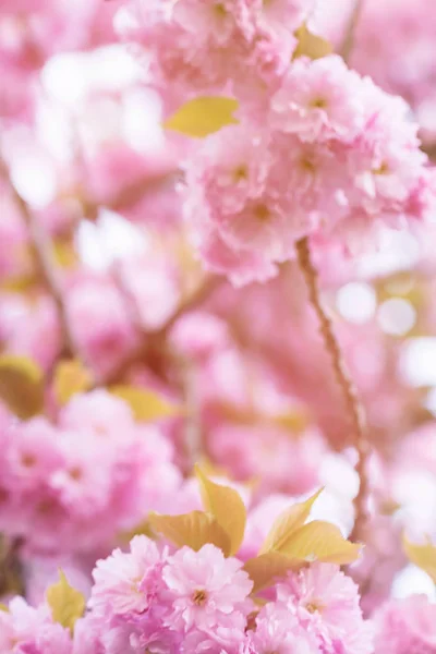 Ramo sfocato di sakura in fiore — Foto Stock