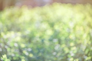 Bahar yeşili bulanık arkaplan.